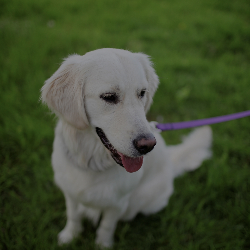 The Vista of Port Jefferson is a pet-friendly community that features a dog run for dogs of all sizes where they can stretch their legs.